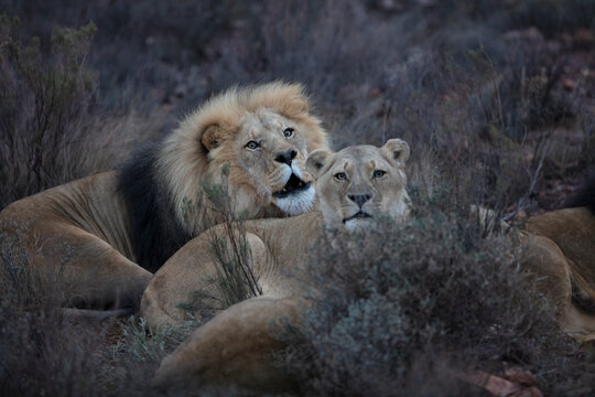 South Africa, Aquila Private Game Reserve, Lions, Panthera leo