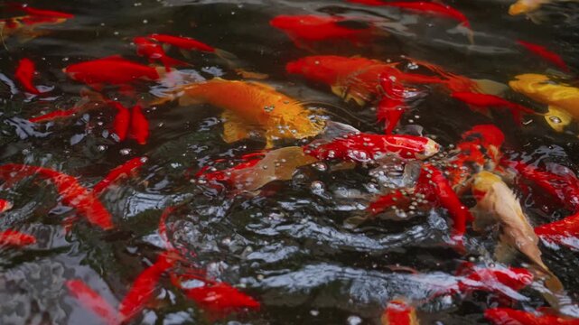 Colorful koi swim and weave through the pond in groups
