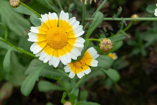 Chrysanthemum coronarium blooms with white-edged yellow ray florets and dense golden flower discs amid green foliage