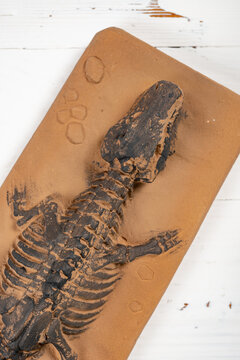 Dinosaur skeleton fossil excavation toy embedded in brown clay slab