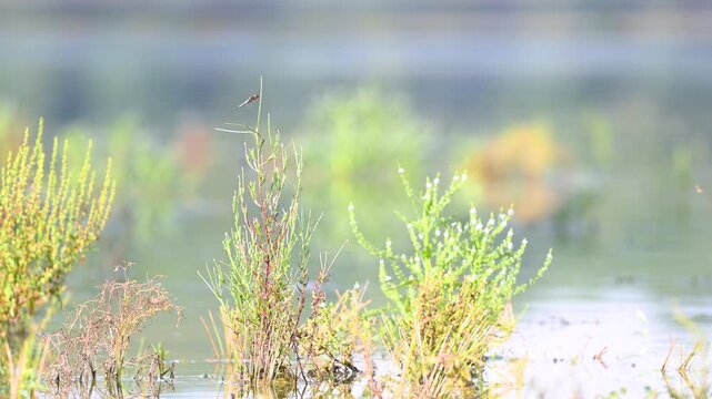 Male Black-tailed skimmer resting on the lookout perched on a Square stalked willowherb in summer. Orthetrum cancellatum, Epilobium tetragonum, Indre-et-Loire 37, r&eacute;gion Centre, France, Europe