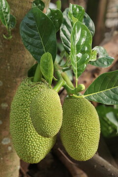 beautiful young jackfruit on tropical fruit jackfruit tree with nature leaves background