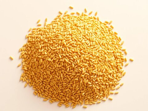 Pile of golden brown finger millet laid out in a neat heap, arranged in a symmetrical shape, grain, || Organic grains