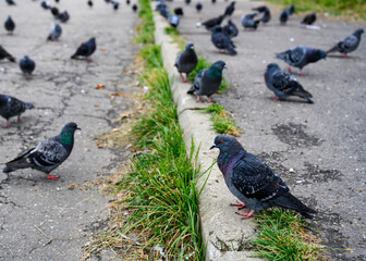 A flock of pigeons on the cracked asphalt of the street © Sergey