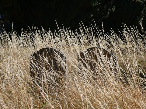 Two gravestones submerged in dry grasses, illuminated by morning sunshine