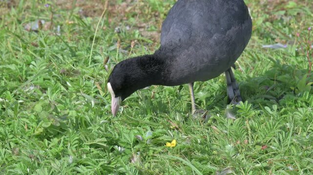 Coot (Fulica atra) with a bad foot, limping away after eating grass. July, Kent, UK [Half speed]