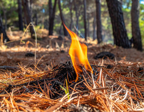 Peque&ntilde;a llama inicia un incendio forestal entre hojas secas de pino en un bosque mediterr&aacute;neo, imagen de riesgo extremo de incendio en verano, prevenci&oacute;n, sequ&iacute;a y propagaci&oacute;n del fuego