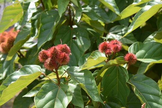 annatto frower closeup 