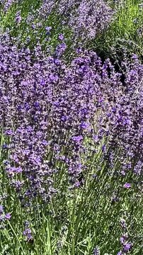 lavender field in provence france