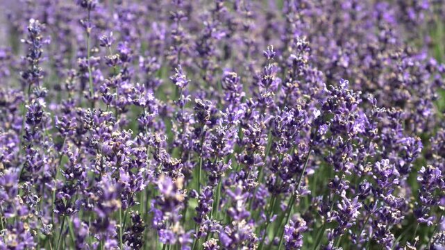 A butterfly gently rests on vibrant lavender flowers in full bloom. The scene captures the essence of summer, showcasing the delicate interaction between insect and flora in a lush garden