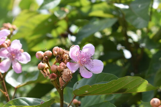 annatto frower closeup 