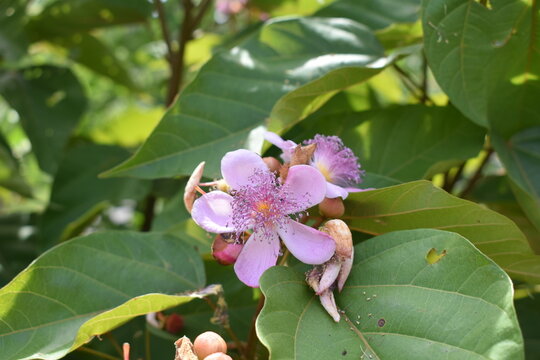 annatto frower closeup 