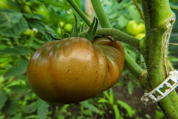 Unripe heirloom tomato with unique ribbed texture growing on the vine © Діма Осташук