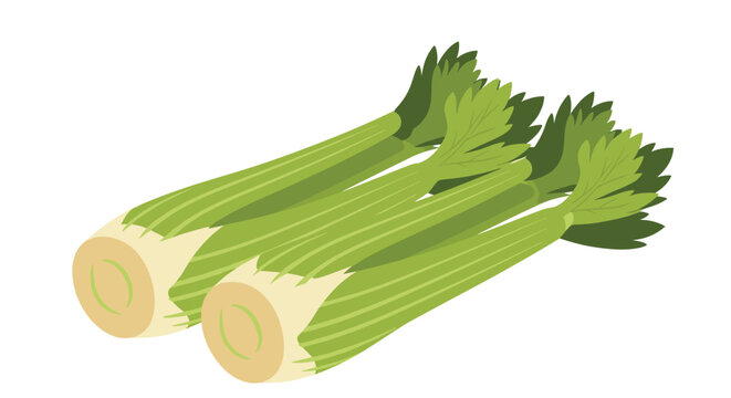 Fresh green celery stalks with leaves tied together in two bundles on a plain white background for healthy eating and cooking concepts.
