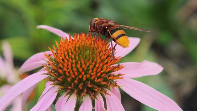 Large hoverfly insect feeding on blooming pink echinacea flower