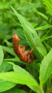 Cicada Nymph Molting on Green Leaves in Nature