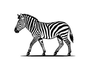 zebra © Masfiqur