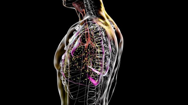 Detailed anatomical illustration of human respiratory system with branching airways inside lungs