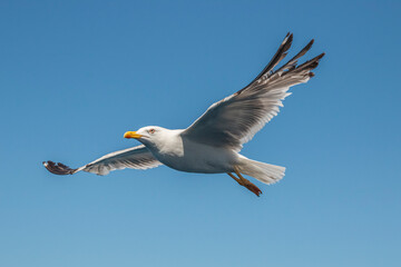 Fototapeta premium Seagull in flight over the sea in Greece.