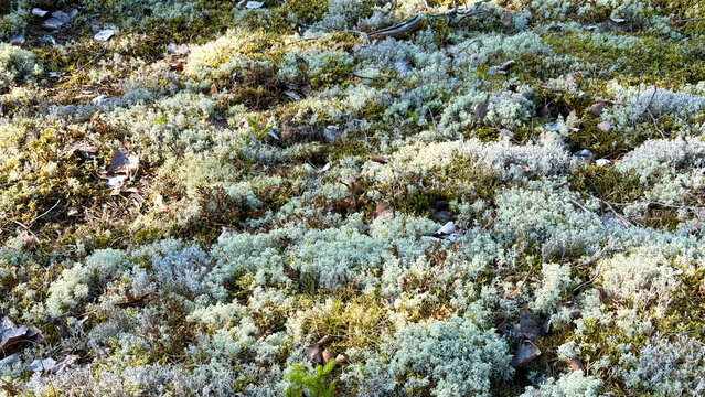 Reindeer Lichen and Moss Ground Cover Texture in Forest