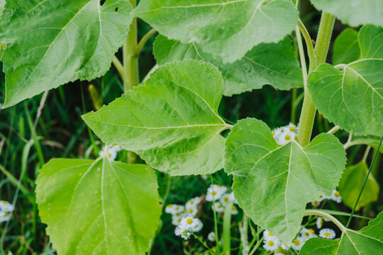 Close up of large green sunflower leaves with small white flowers in the background