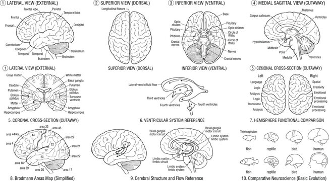 Human Brain Anatomy Reference Diagram with Neuroanatomy Views and Educational Medical Illustrations