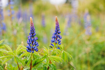 Obraz premium Blue lupin flowers (Lupinus polyphyllus) blooming in a field with water droplets
