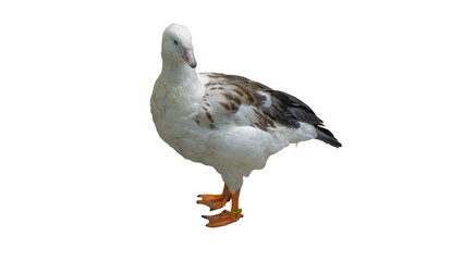 Pair of geese walking together isolated on transparent background PNG © gunungkawi