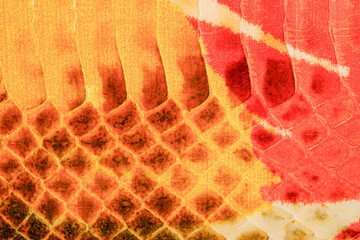Glossy python leather texture with warm orange reptile scale pattern for exotic fashion background © reddish