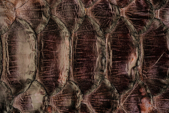 Python skin leather texture with natural snakeskin scale pattern and glossy exotic surface