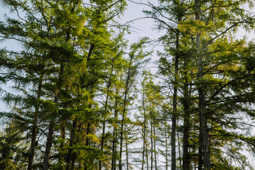 Fototapeta premium Tall evergreen trees reaching towards the sky