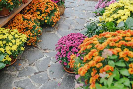 Bushes of vibrant mums display orange yellow and pink flowers lining a stone path outdoors