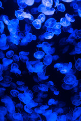 Blue Shimmering Moon Jellyfish in Tranquil Ocean Setting © reddish