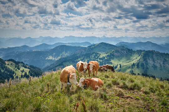 Herd of cows grazing on a lush mountain pasture with panoramic Alpine peaks and dramatic clouds in the background. Oberstaufen-Steibis, Allg&auml;u, Bavaria, Germany