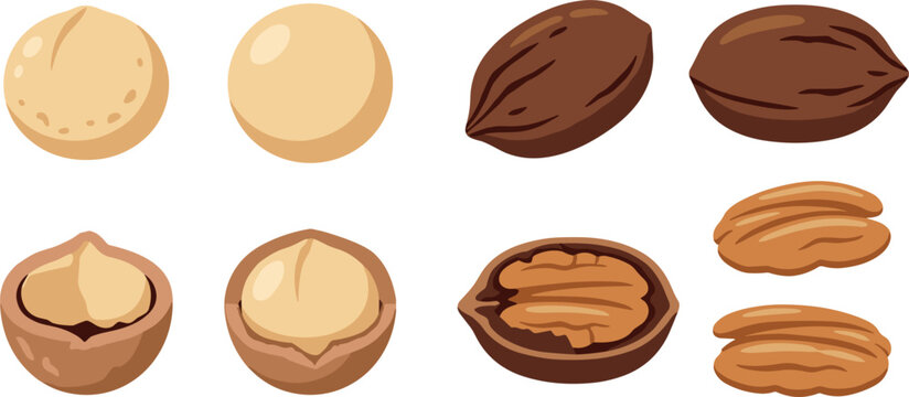 Organic Macadamia and Pecan Nuts Vector Set Featuring Whole Shelled Kernels and Open Shell Pod Elements for Snack Food Packaging Designs
