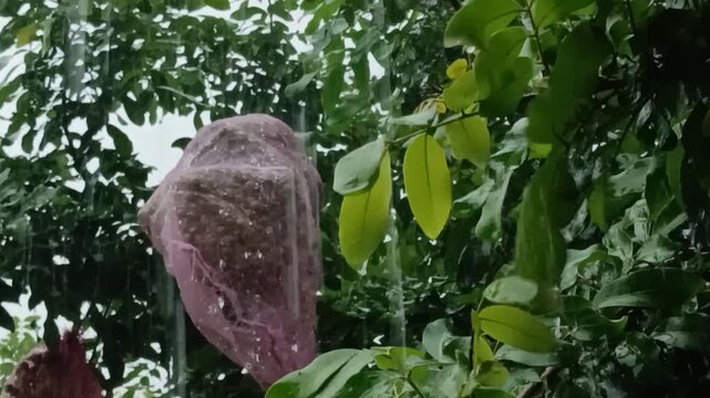 rainwater falling on the longan trees