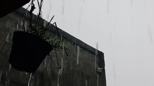 Rainwater falling into a flower vase hanging outside the house, accompanied by the soothing ASMR sounds of rain and thunder