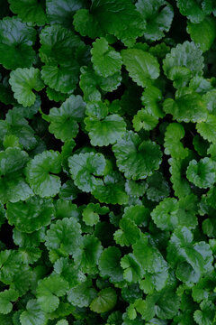 deep green color leaves of glechoma hederacea plant close up, abstract natural background. forest wild plant foliage texture. spring summer season. template for design. top view