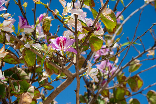 Pink Bauhinia variegata orchid tree flowers bloom on branches against a clear blue sky. Green leaves and tree branches fill the outdoor frame.
