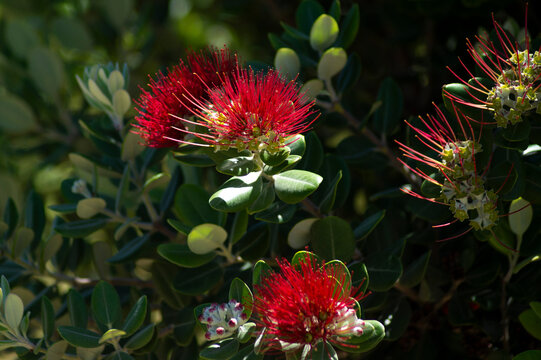 Vibrant red metrosideros excelsa blossoms bloom among thick green leaves. The detailed close up highlights the long crimson stamens of the pohutukawa flower.