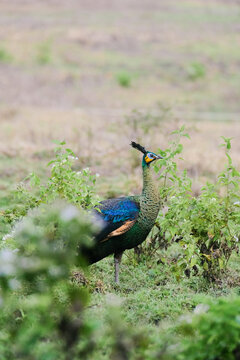 javan green peacock in the national park