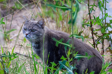 Wildcat with striking green eyes peers through dense foliage © Діма Осташук
