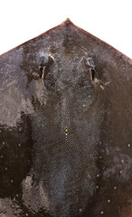 Background Dorsal Close-up of stingray skin. of whitespotted whipray or sharpnose - Maculabatis gerrardi stingray dense mosaic of placoid scales. eyes and back single yellow spot wet dark texture. © Panupong