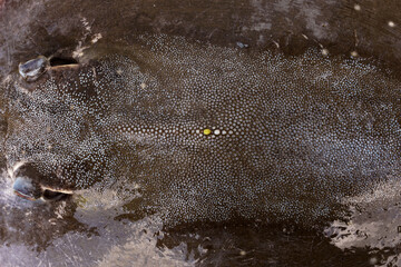 Background Dorsal Close-up of stingray skin. of whitespotted whipray or sharpnose - Maculabatis gerrardi stingray dense mosaic of placoid scales. eyes and back single yellow spot wet dark texture. © Panupong
