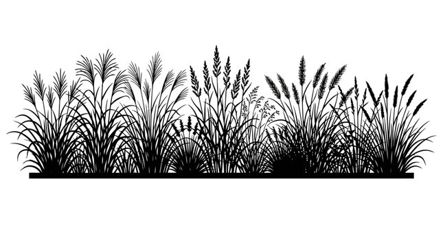 Various types of tall ornamental grasses and reeds create a black silhouette border, depicting a natural, textured landscape element.
