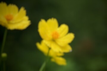 Fototapeta premium Soft blurred close up view of yellow cosmos flowers blooming against a dark green natural background