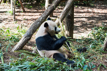 Giant panda eating bamboo at Dujiangyan Panda Valley, Chengdu, China. Sunlit forest enclosure, wildlife conservation, endangered species, nature, and panda reserve. © Marius Karp