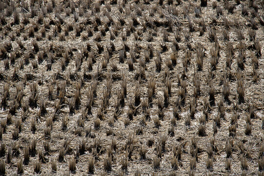 Rows of harvested, dry rice stubble create a textured pattern across the field