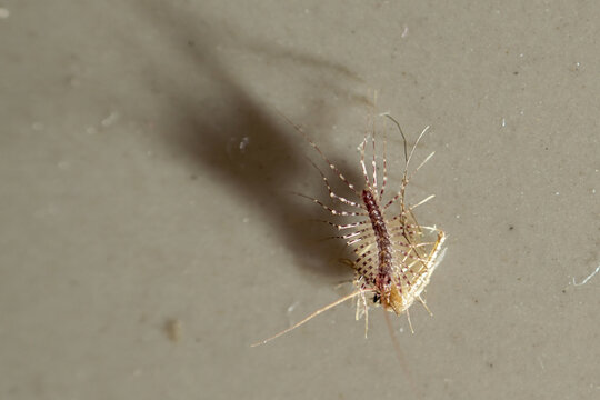 Common House Centipede Scutigera Coleoptrata Macro - Pest Control and Entomology Concept