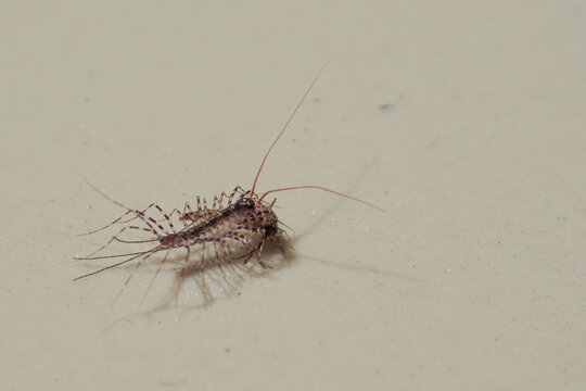 Macro House Centipede Scutigera coleoptrata for Pest Control and Biology